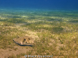 A porcupine fish on the Marsa Abu Dabbab field of sea gra... by Blaza Jovanovic 